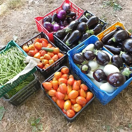 Farm stay Pavoni